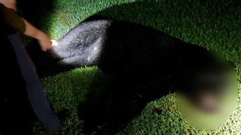 wet black pusses|Florida black bear found shot and killed in Apopka. What to know.